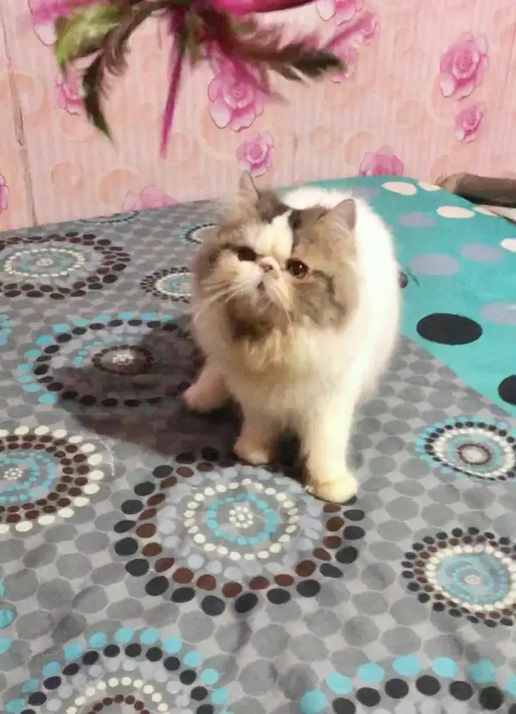 Kucing Peaknose Jantan LH Good Anatomy