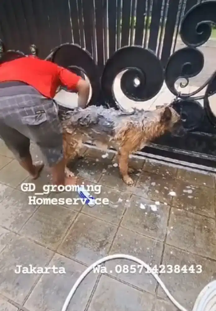Dicari groomer yang bisa bantu mandiin anjing merawat anjing