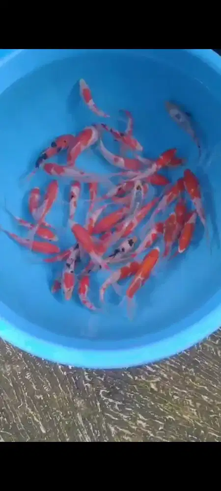 Ikan koi size 12-14cm