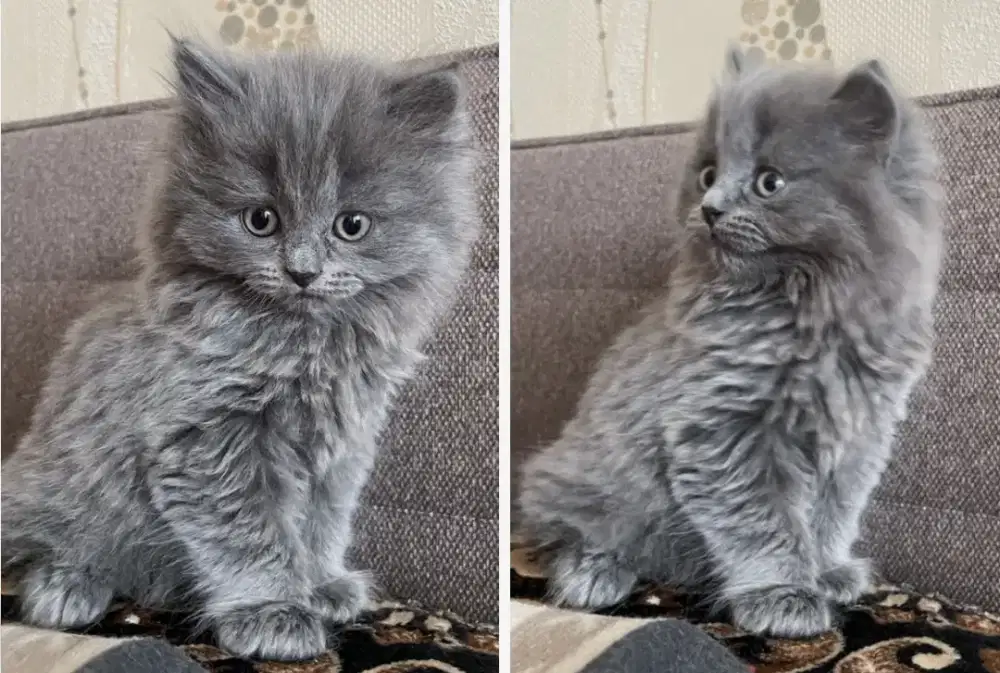 Kucing kitten mix British Bluesolid