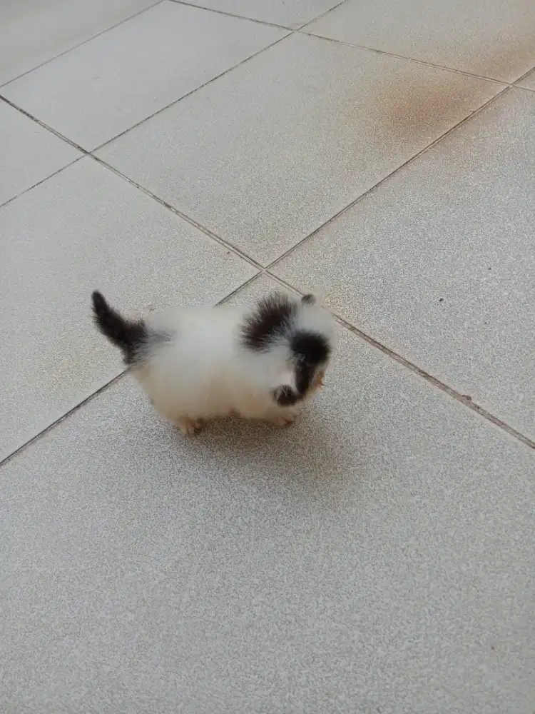 kitten peaknose 2 bulanan