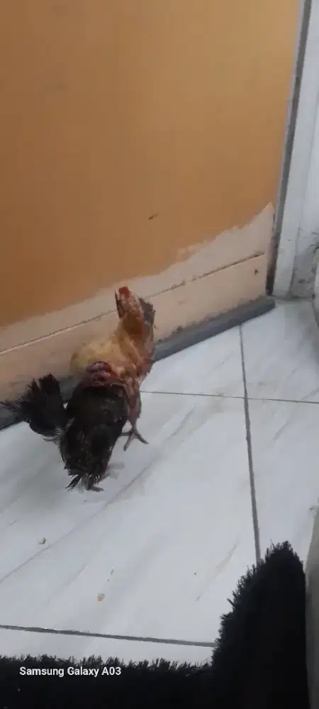Yo bosku sepasang ayam serama