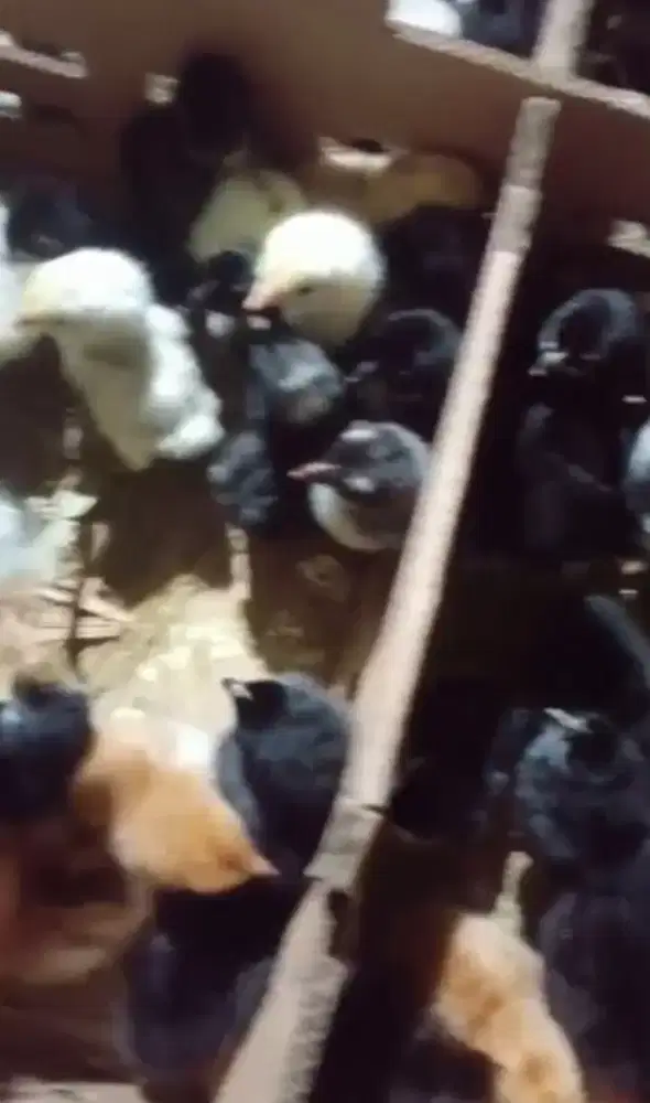 Doc ayam Kub petelur