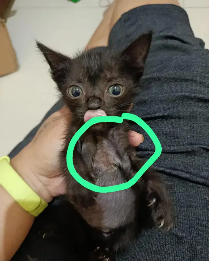 Open adop munchkin ns betina hitam kecoklatan