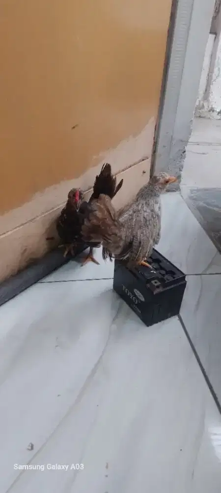 Yo bosku sepasang ayam kate