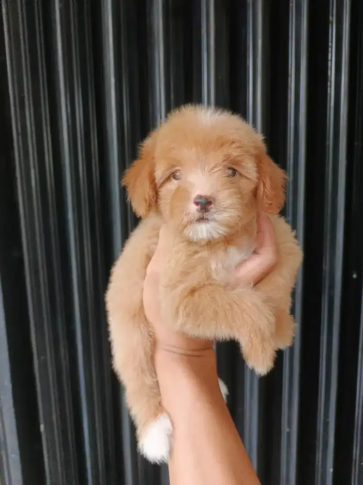 ANAK ANJING MALTIPOO