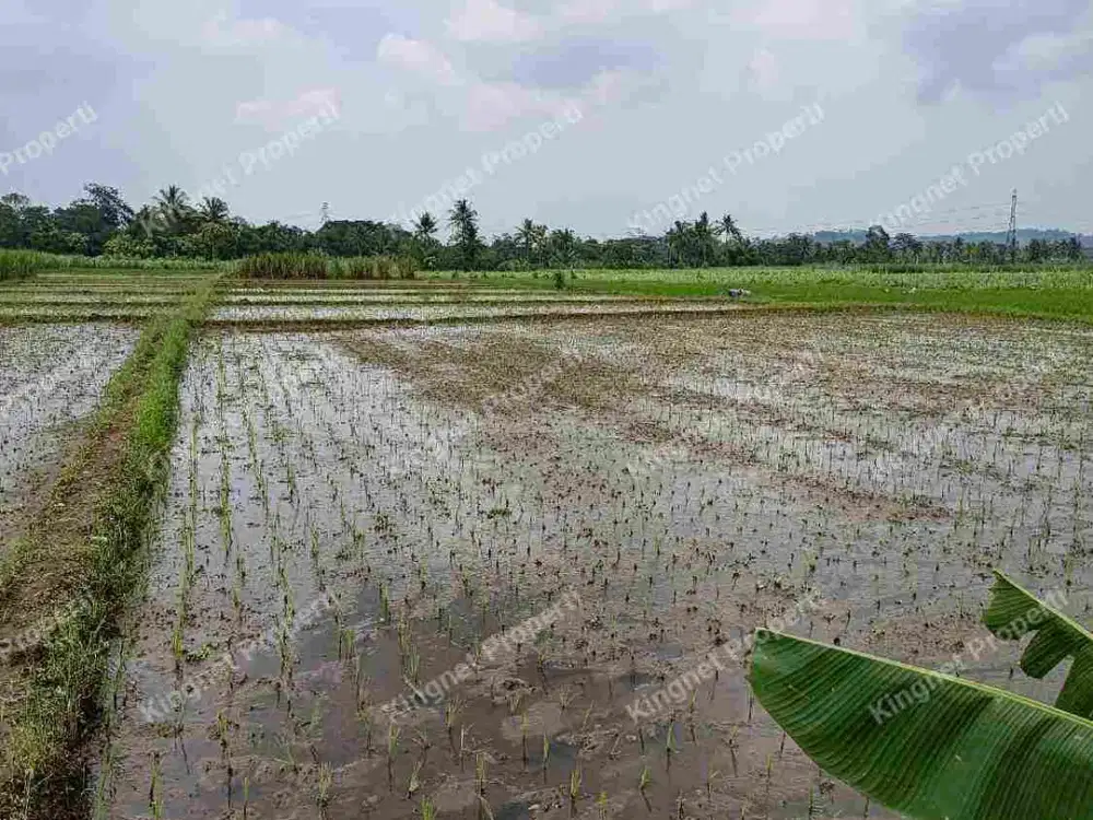 Tanah sawah produktif pinggir jalan