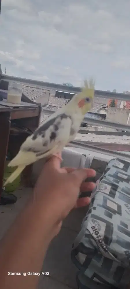 Yo bosku burung parkit australia