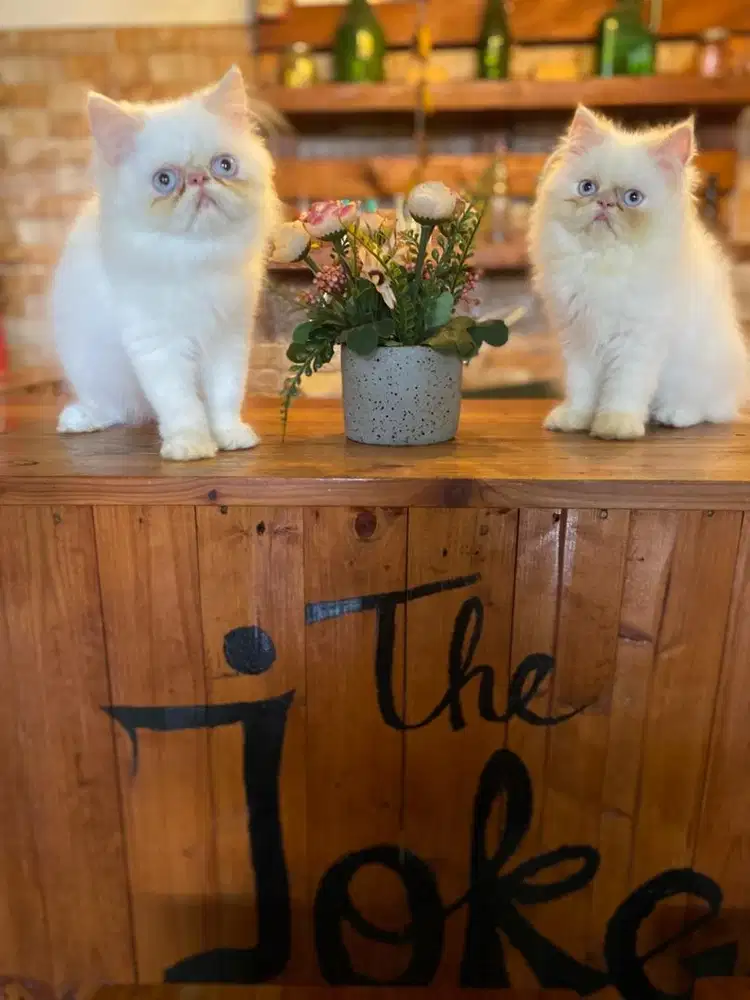 kitten persia peaknose