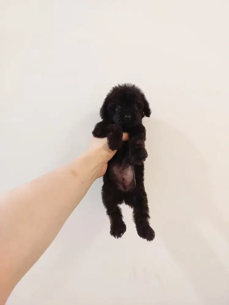 puppy poodle mix pomerian.pompoo. No php !!!