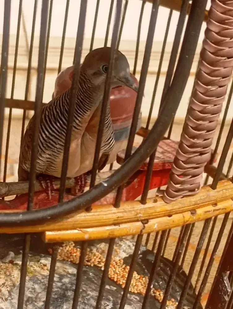 Perkutut Bangkok remaja suara gede 6 . 7 ketukan bunyi klaw jual murah