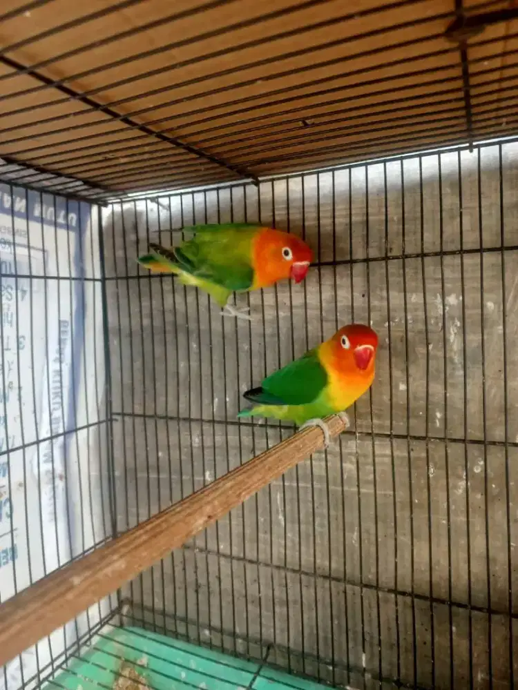 Burung Lovebird Sepasang