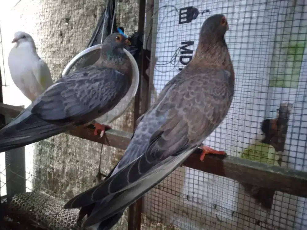 Merpati mesir Sepasang