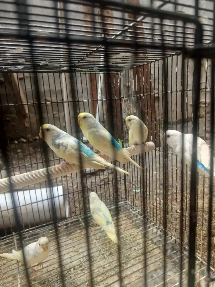 Burung Parkit Taiwan