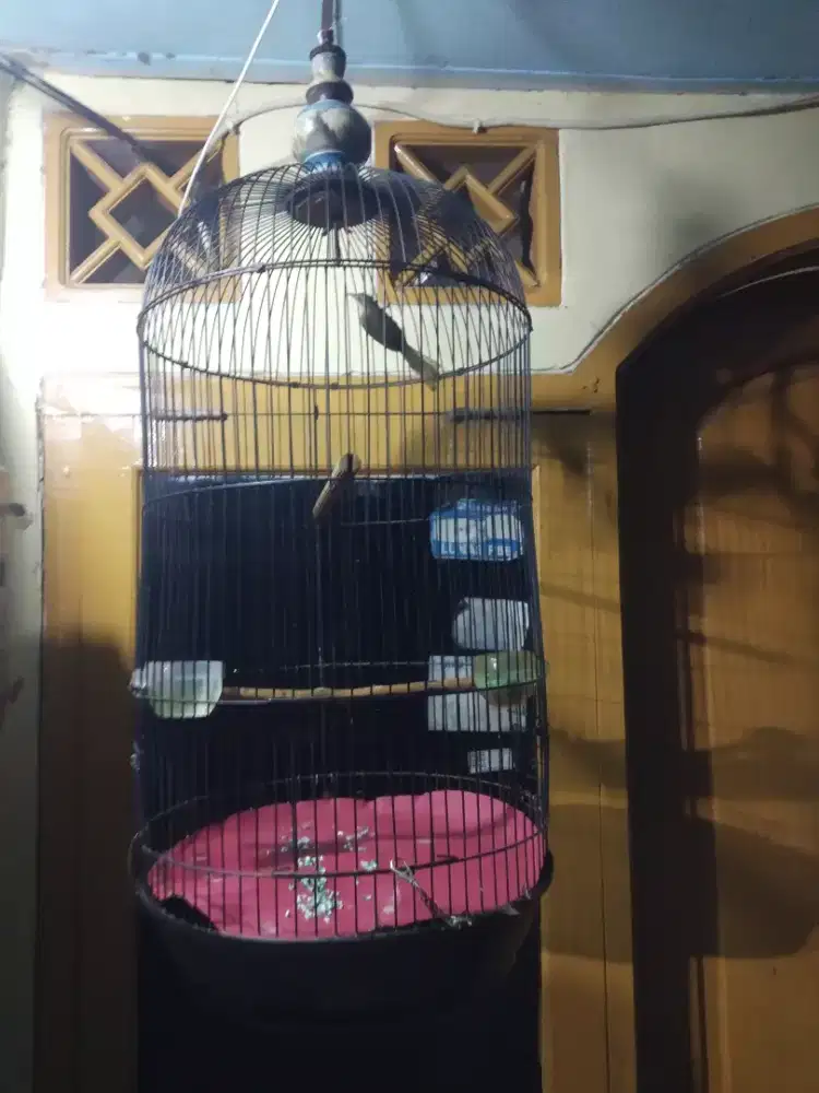 Burung liaran nyasar/nemu