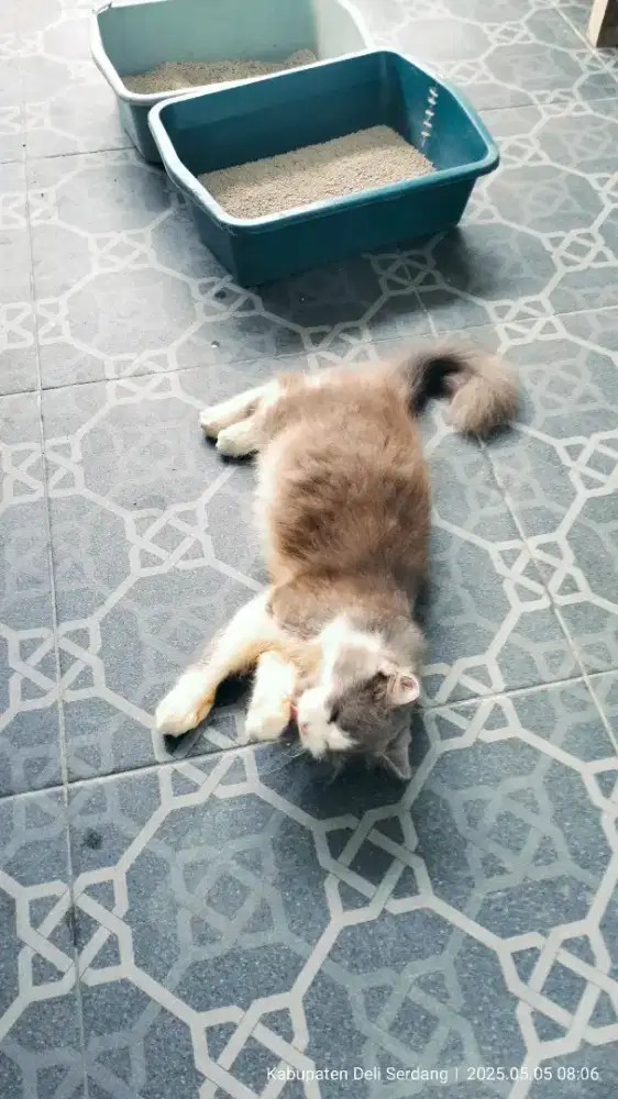 Kucing Persia & kandang 3 lantai