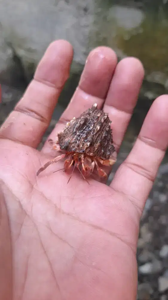 Size Campur Kelomang 1ons