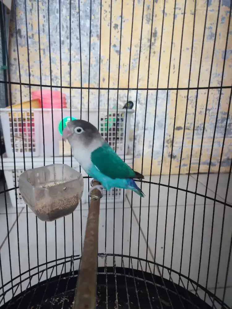 Lovebird blue cobalt betina dewasa