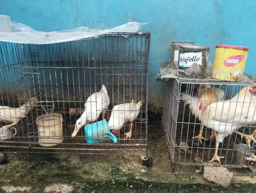 Jual bebek dan ayam