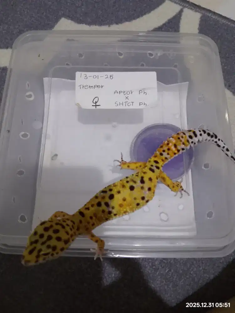 Leopard Gecko Morph Tremper