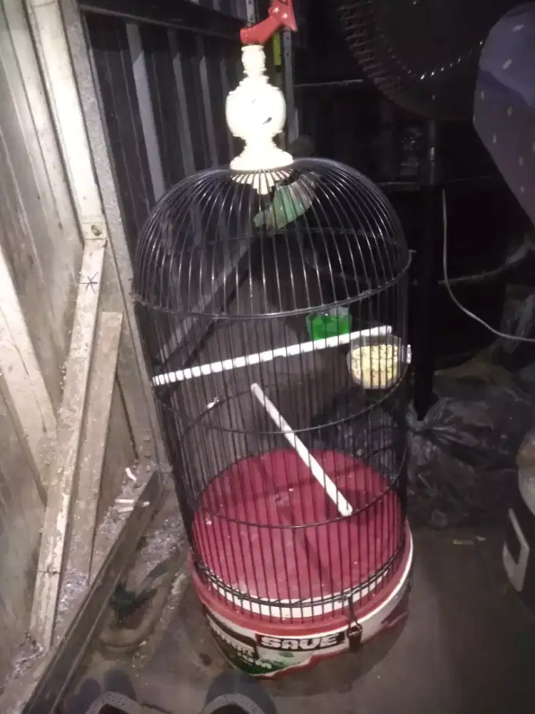 Jual ajj lb umur 3 bulan full set