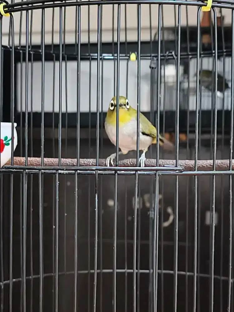 Burung Kacamata buxto dan Auri