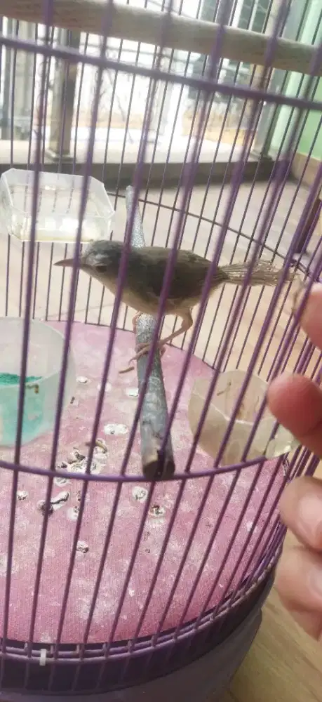 Ciblek gunung jinak rajin