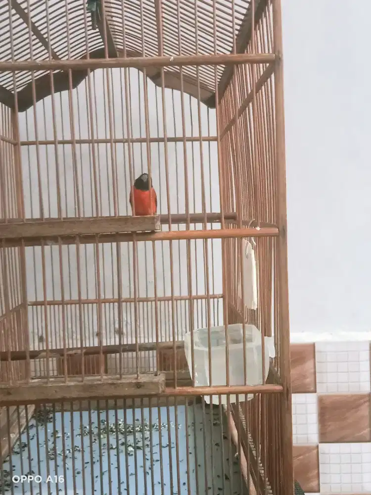 Siskin classic gacor