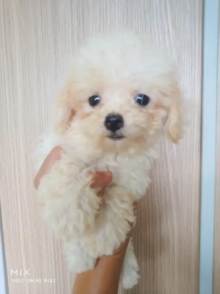 Jual Poodle Party white Gold