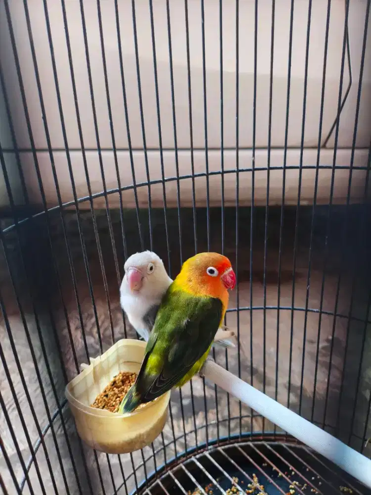 Lovebird sepasang siap kawin