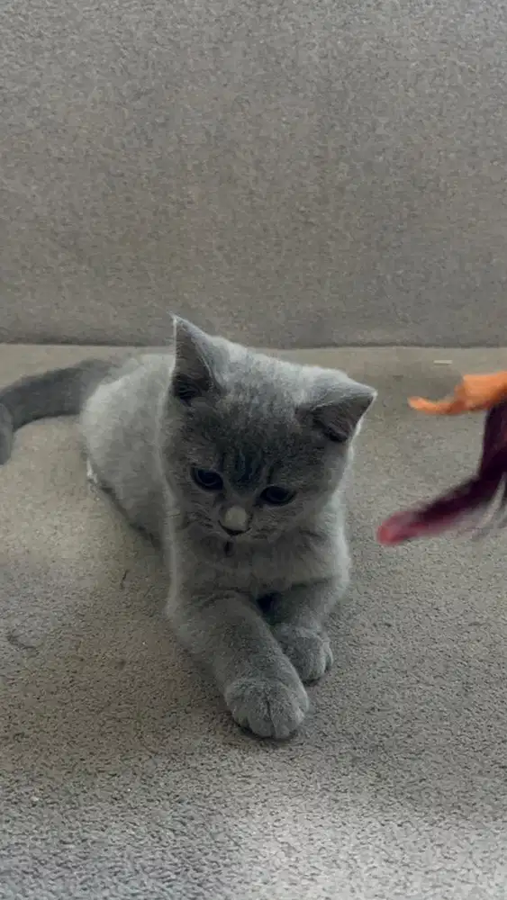 KITTEN BSH BLUE SOLID