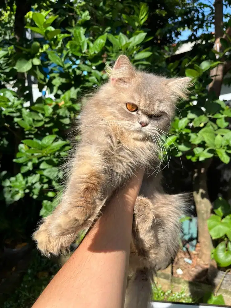KUCING PERSIA FLATNOSE