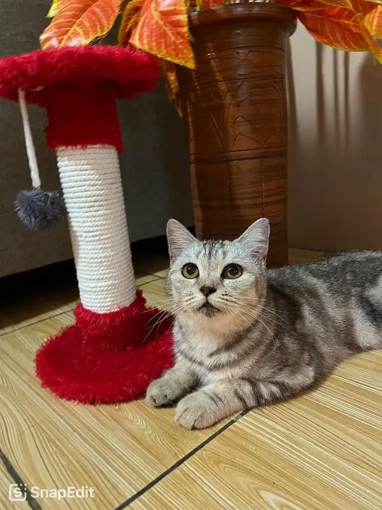 KUCING BSH SILVER TABBY