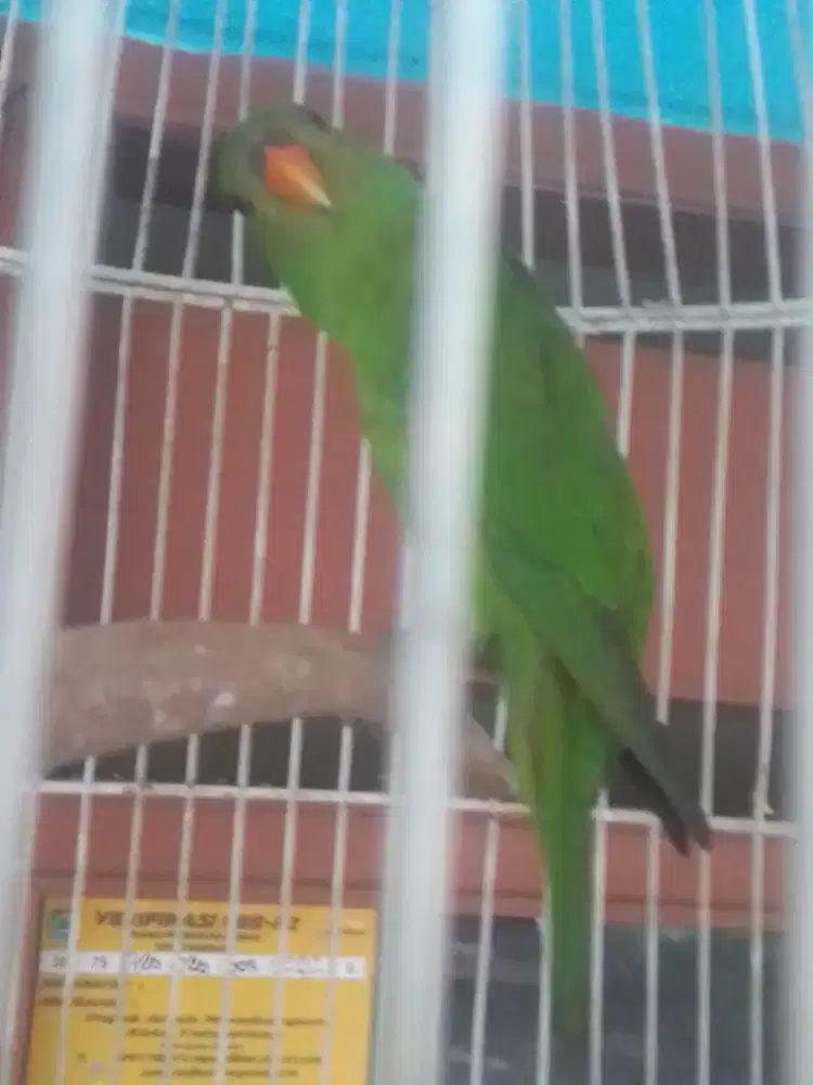 Lovebird HARian brisik 1 juta nego santai