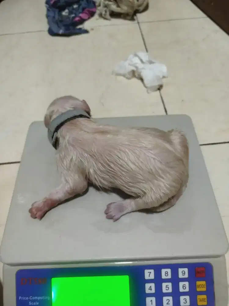 Samoyed Puppies Jantan Stamboom Vaksin