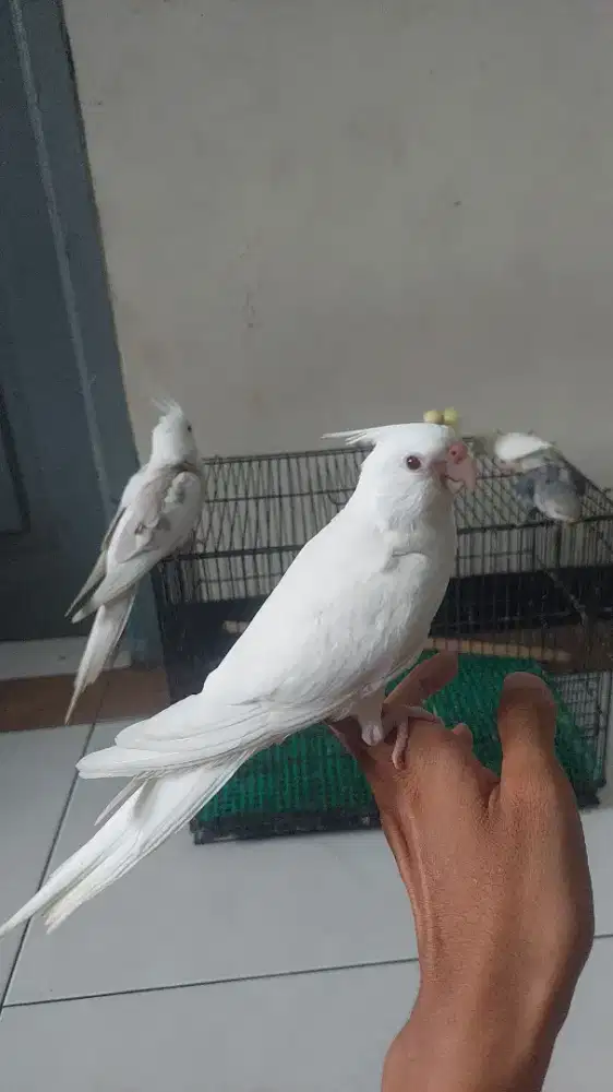 Parkit Australia albino mm jinak total