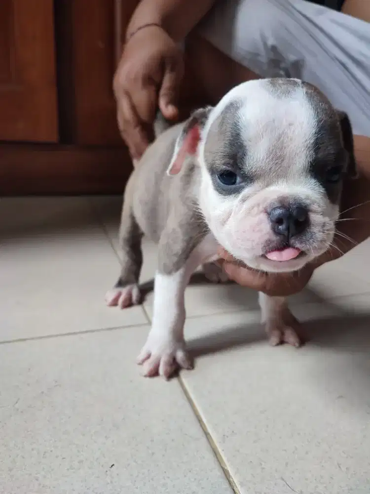 American bully pocket