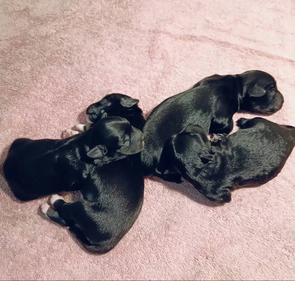 Anjing shihtzu x poodle