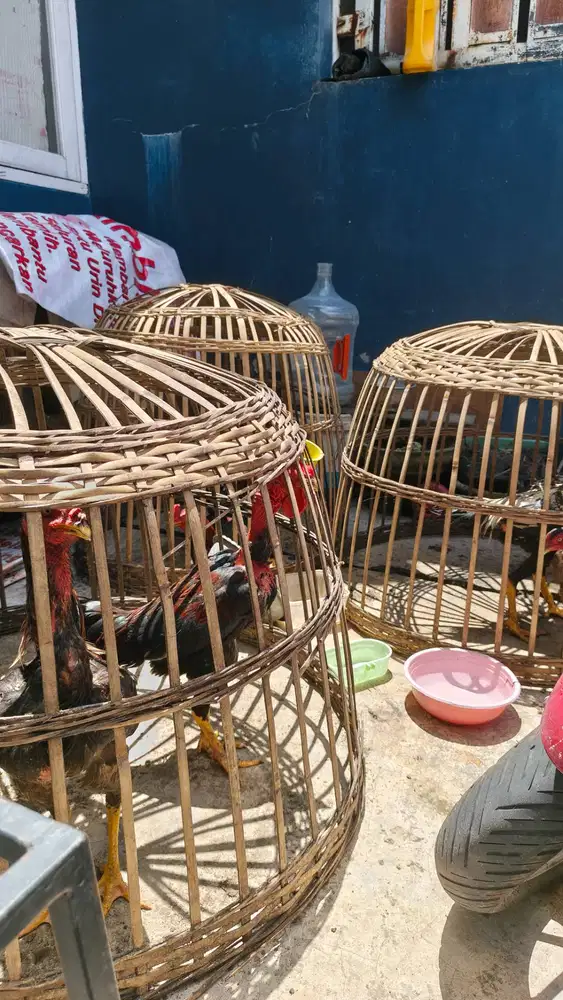 Ayam bangkok, 8 bulan