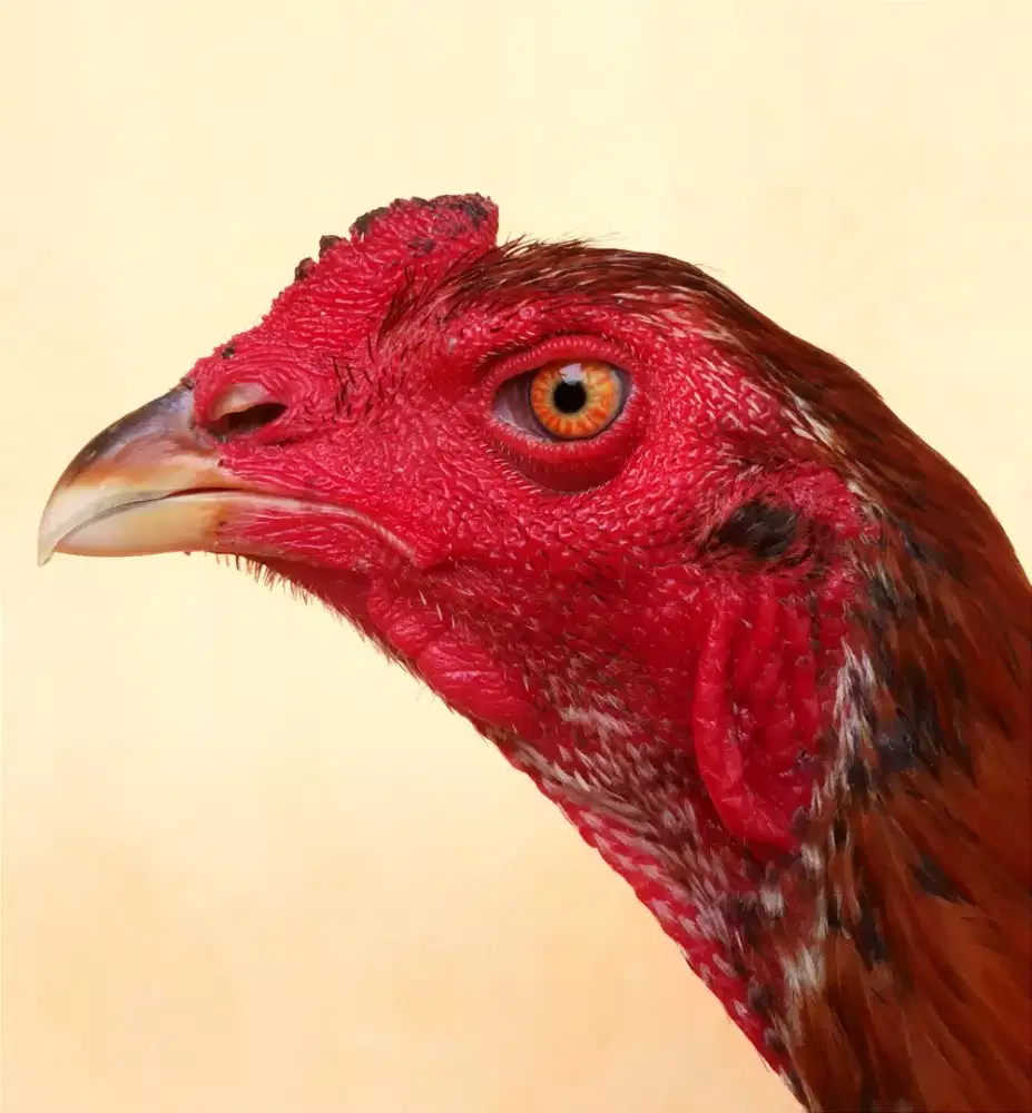 Ayam Line Pamagon Iq, Umur 7 Bulan, Ukuran 4,5 Tulang Kasar + Mewah