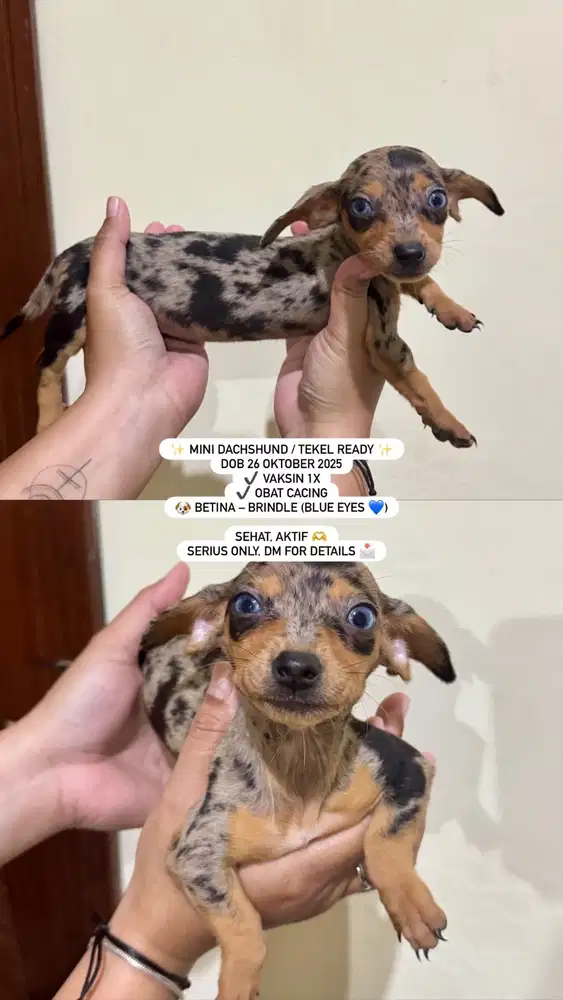 Mini Dachshund / Tekel Ready