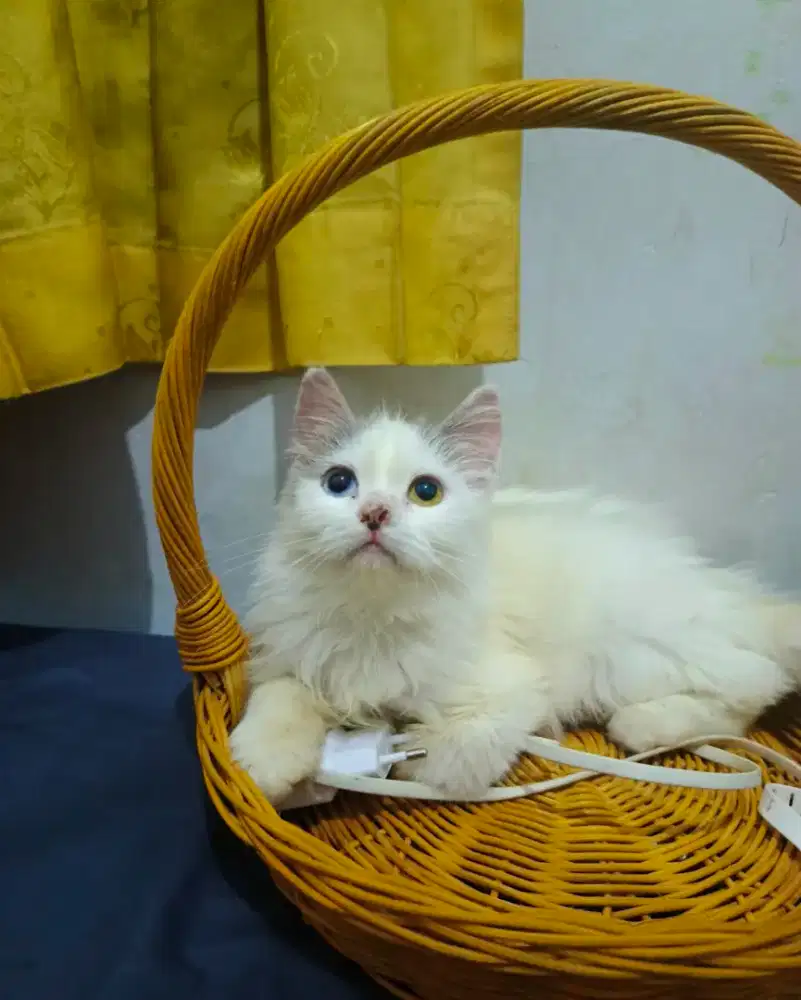 Persia mix munckin 1th betina