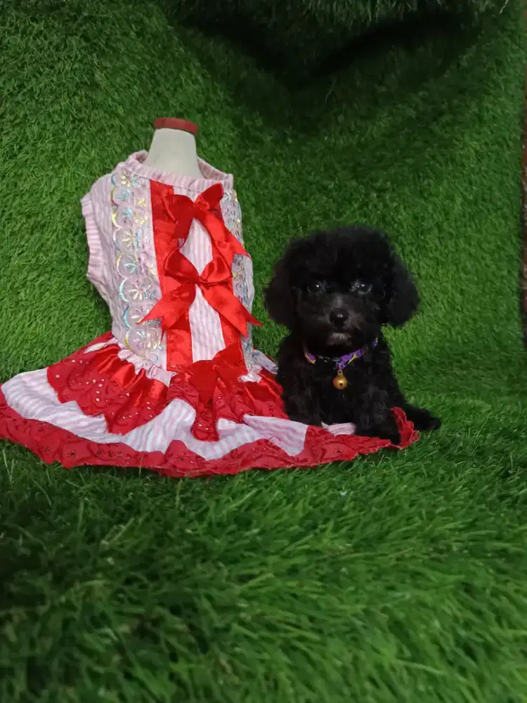 Poodle betina teacup kosongan