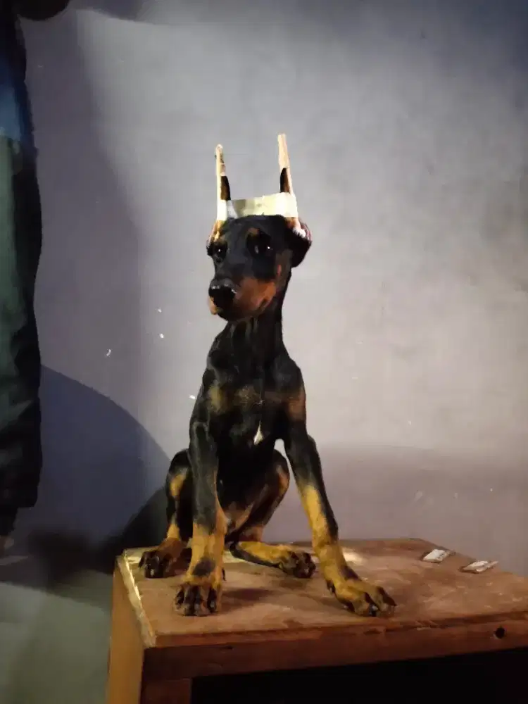 Doberman jantan stbm