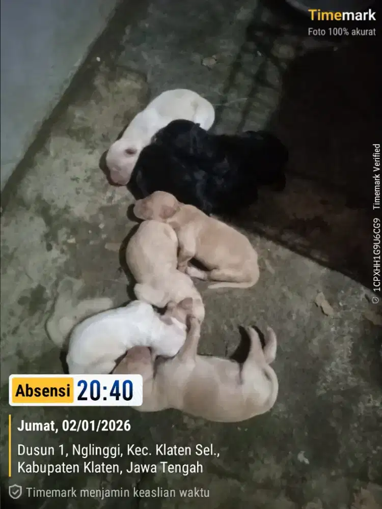 Induk Golden Retriever stambum