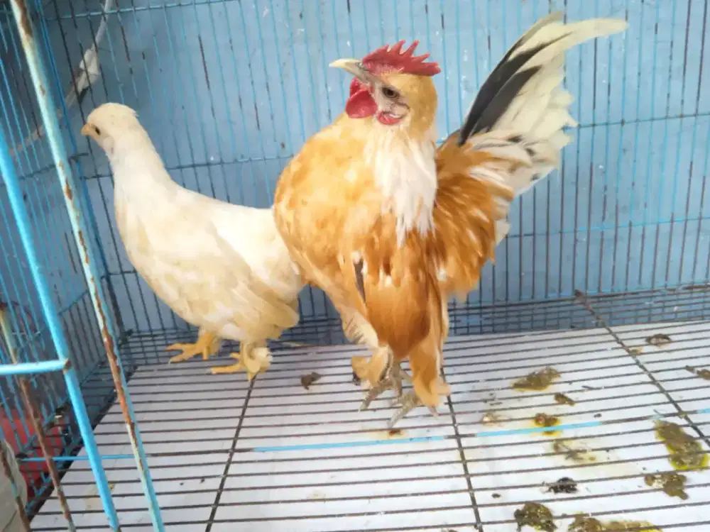 Ayam kate mungil sepasang plus kandangnya..