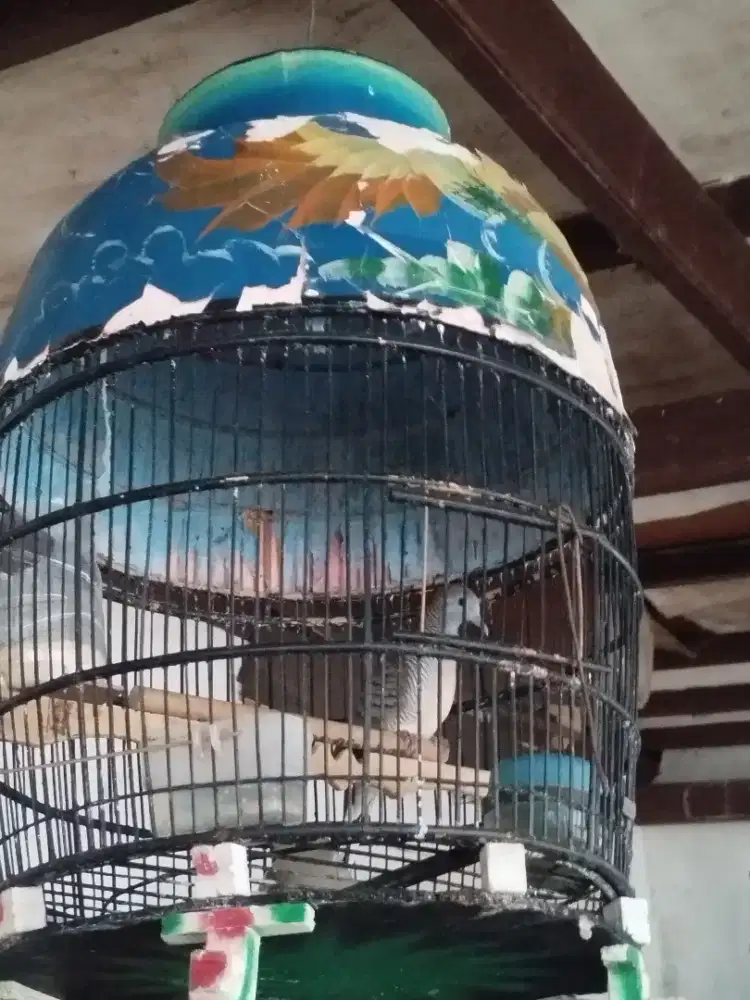 Perkutut lokal bunyi fullset