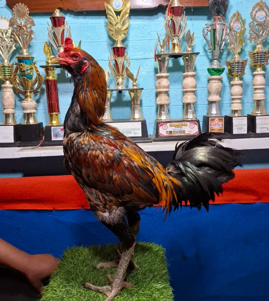 AYAM PAKHOY AYAM MANGON AYAM PAMA AYAM BANGKOK