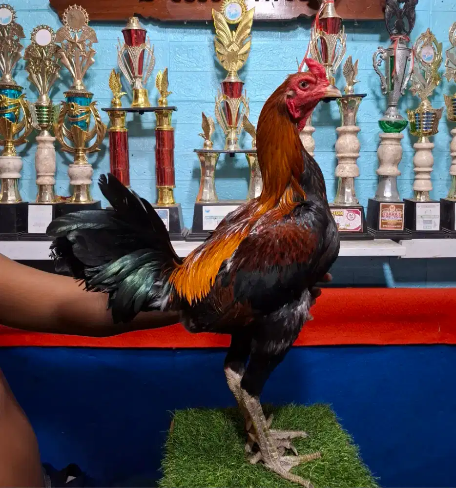 AYAM PAKHOY AYAM MANGON AYAM PAMA AYAM BANGKOK