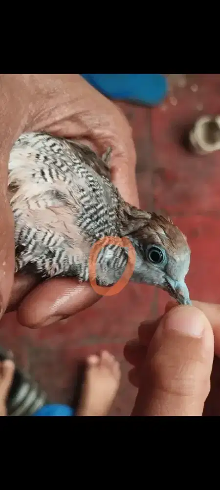 Perkutut lokal alam cendolo Sabdo